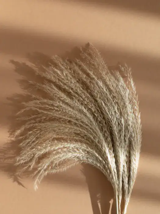 מיסקנתוס טבעי