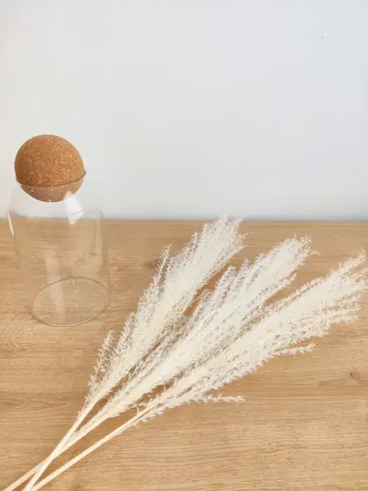 מיסקנתוס לבן