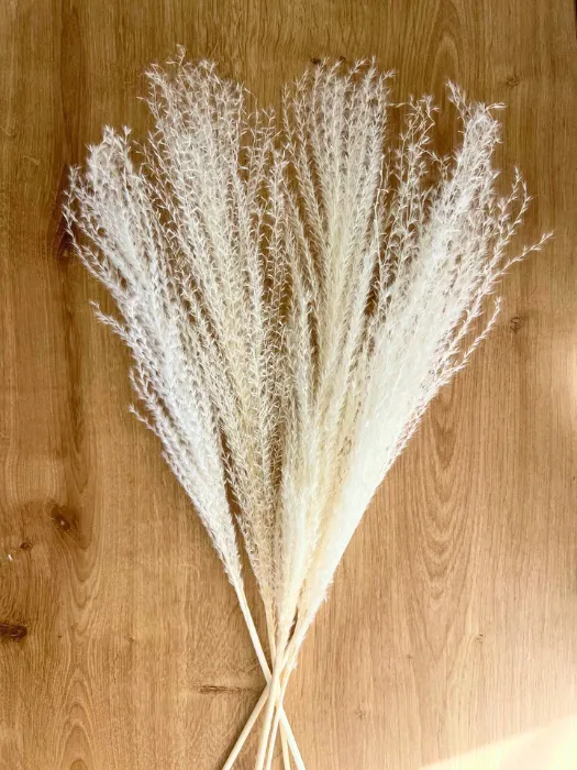 מיסקנתוס לבן