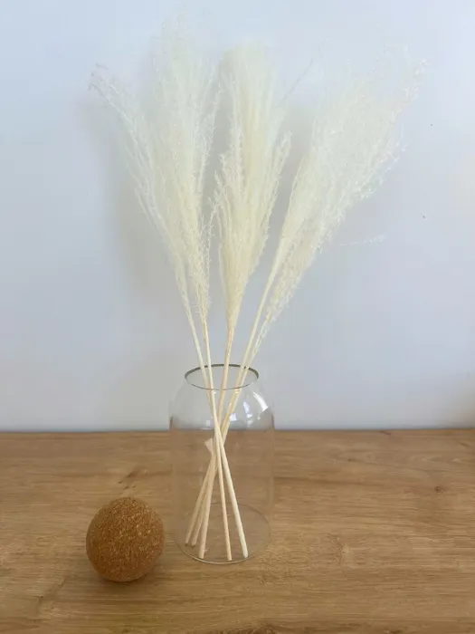 מיסקנתוס לבן