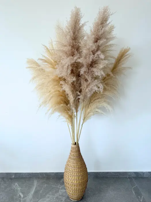 פמפס ענק (170 ס"מ)