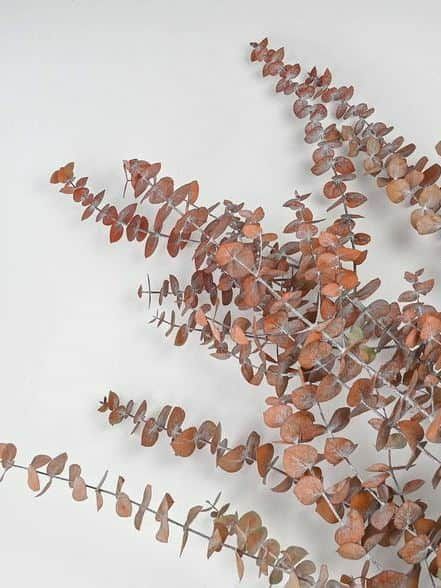 אקליפטוס בייבי משומר